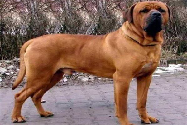 全球10大公认的猛犬,土佐犬和比特犬上榜,你有养过吗?
