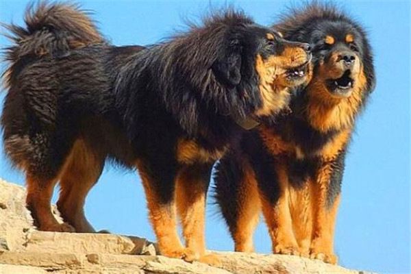 全球10大公认的猛犬,土佐犬和比特犬上榜,你有养过吗?