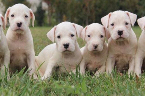 全球10大公认的猛犬,土佐犬和比特犬上榜,你有养过吗?