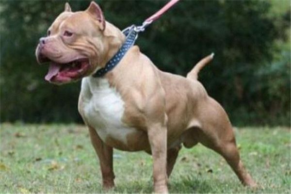 全球10大公认的猛犬,土佐犬和比特犬上榜,你有养过吗?