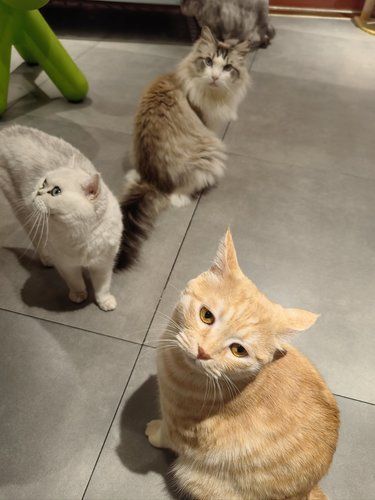 店里猫咪超治愈