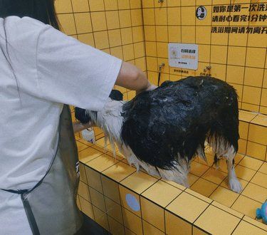 石家庄｜自助洗狗