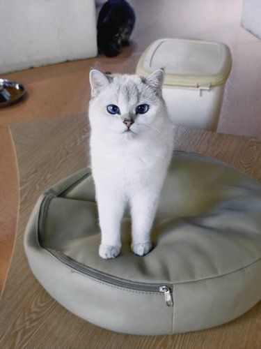 猫咪快乐时光记