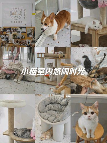 裕华万达猫狗咖