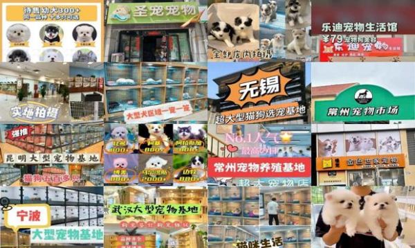 宠物狗专卖店宠物狗大全