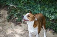 宠物托运）余姚宠物托运、宠物快运用心呵护