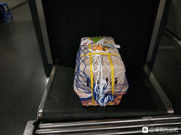 2021宠物托运海安宠物托运 宠物快运用心呵护宠物快运用心呵护