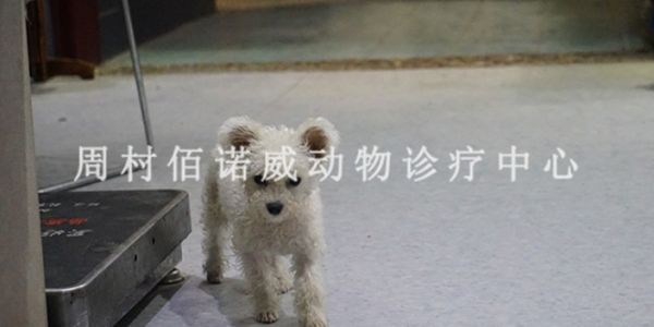 邹平交通大厦附近靠谱的宠物医院地址,宠物医院
