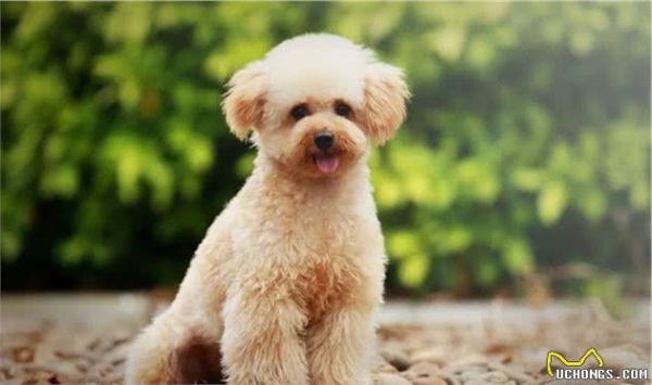 有哪些宠物犬适合家庭饲养？