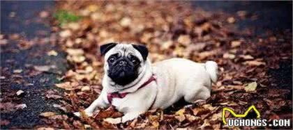 有哪些宠物犬适合家庭饲养？