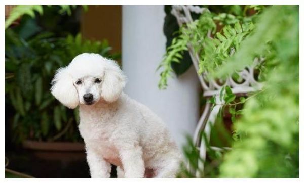 普通家庭适合养什么狗？十大适合家养的狗狗！哪一只你的最爱？