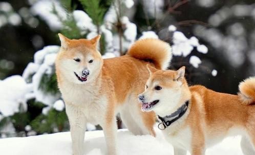 十大适合家养的中型狗排名 中型犬养什么好？适合楼房养的狗推荐