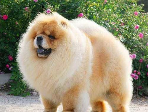 十大适合家养的中型狗排名 中型犬养什么好？适合楼房养的狗推荐