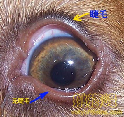 犬猫眼睑疾病