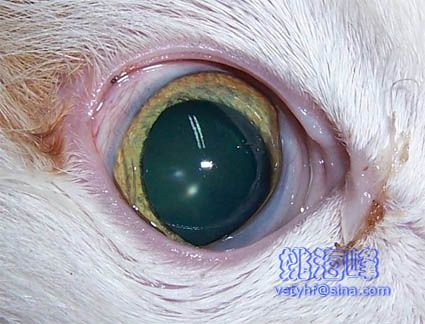 犬猫眼睑疾病