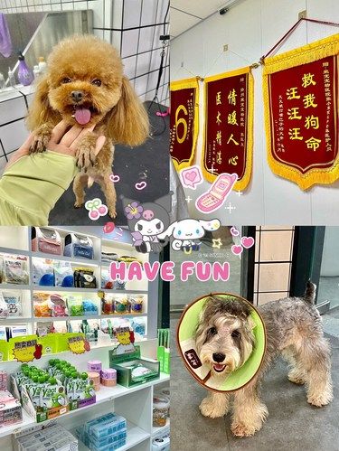 扬州一站式的宝藏宠物店
