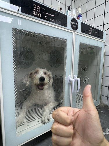 还是这家宠物靠谱！我家狗又来享福了！！