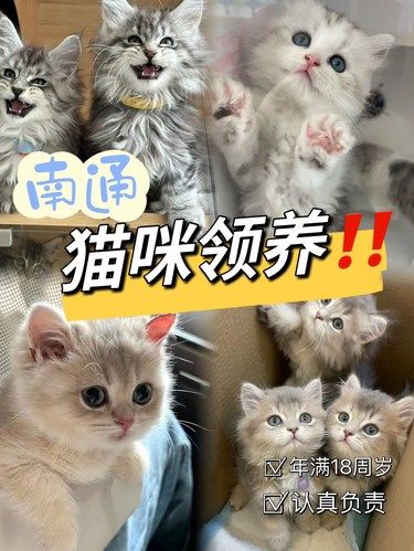 南通这家猫犬舍可以免费领养猫咪‼️为爱负责✨
