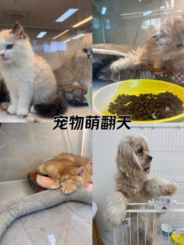 宠物萌翻天