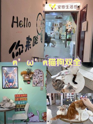 谁不想要猫狗双全的生活呢
