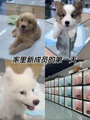 家有新成员，快来看看