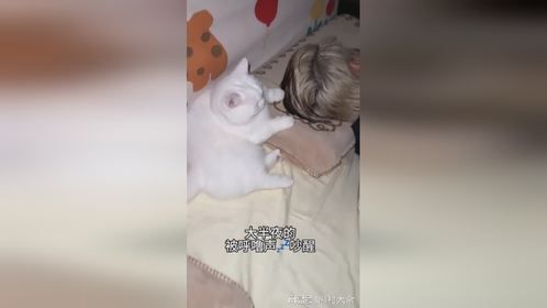 谁能想到这么小一只猫能打这么大的呼噜呢？