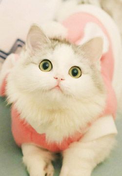超萌兔耳朵小猫高清手机壁纸