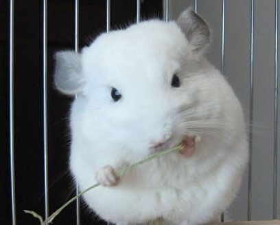 龙猫的品种大全图片介绍