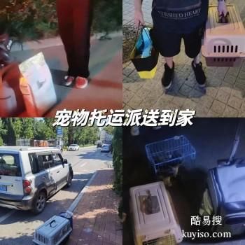 南通 宠物托运小猫小狗活体托运快递至全国