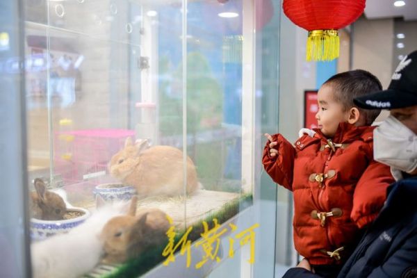 萌化了！小兔新春变“新宠” 每只售价上百元