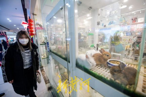 萌化了！小兔新春变“新宠” 每只售价上百元