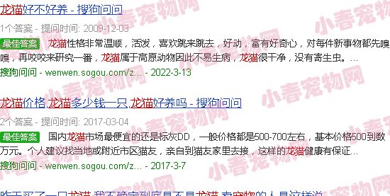 宠物龙猫照片