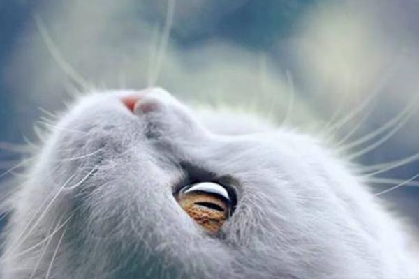 宠物龙猫(宠物龙猫图片)