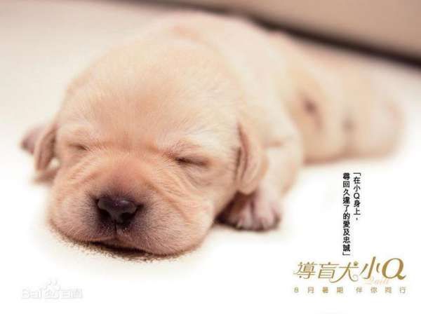 最忠心的狗——《导盲犬小Q》