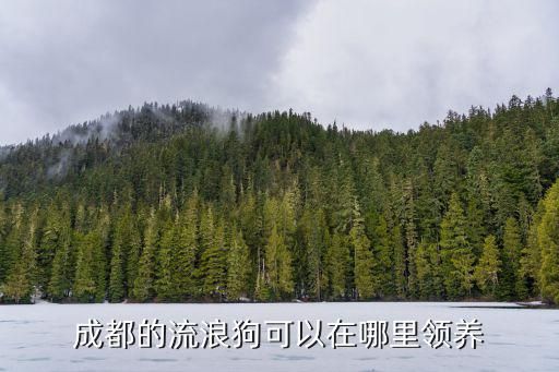 成都的流浪狗可以在哪里领养