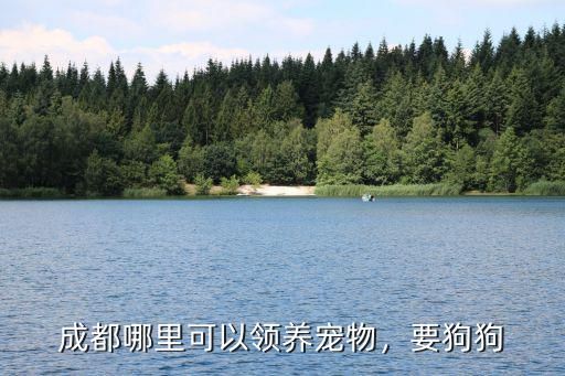 成都哪里可以领养宠物，要狗狗