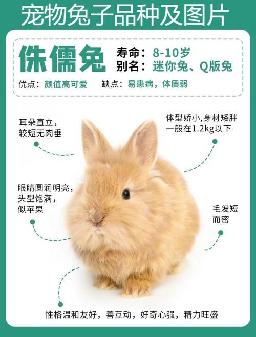 长毛兔宠物兔多少钱-长毛兔宠物兔多少钱一只