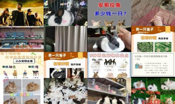 宠物兔卖多少钱一只
