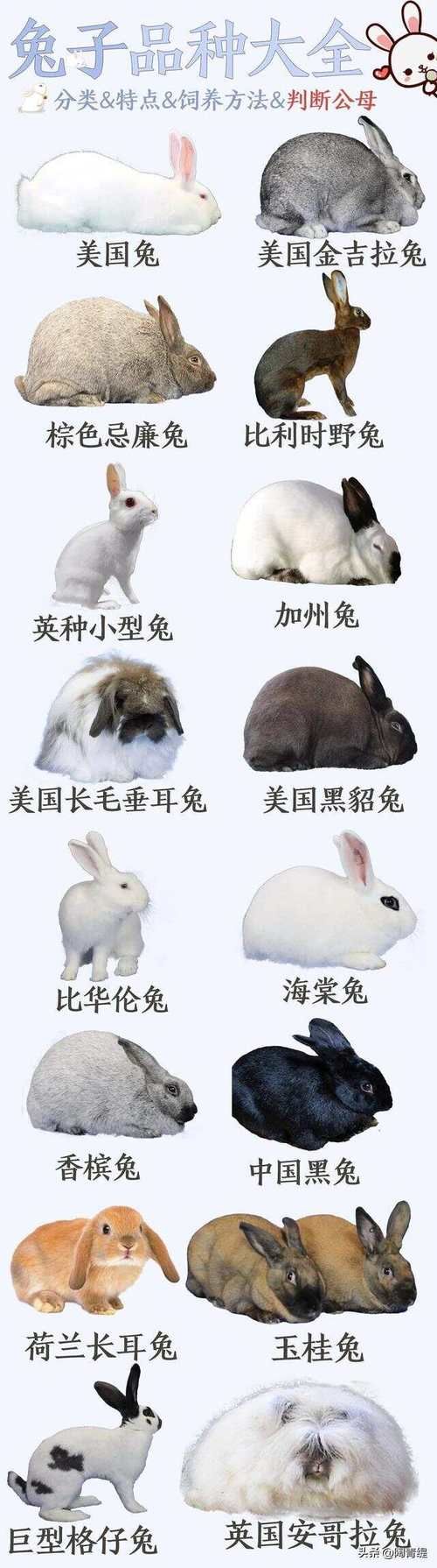 长毛宠物兔多少钱一只幼崽-长毛宠物兔多少钱一只幼崽图片