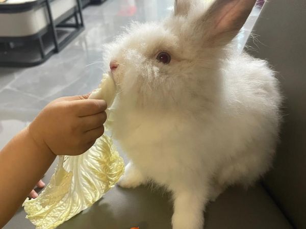 长毛宠物兔多少钱一只幼崽-长毛宠物兔多少钱一只幼崽图片