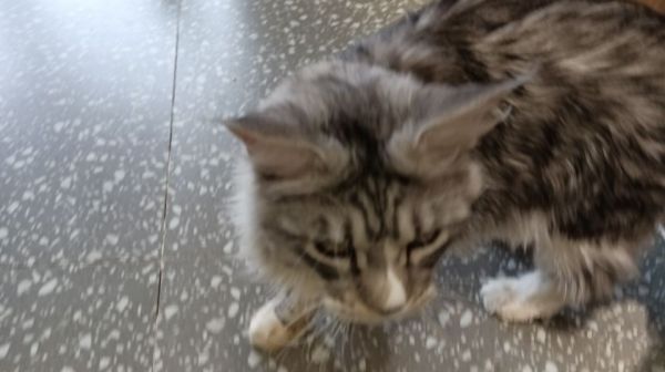 宠物店寄养猫每月费用指南