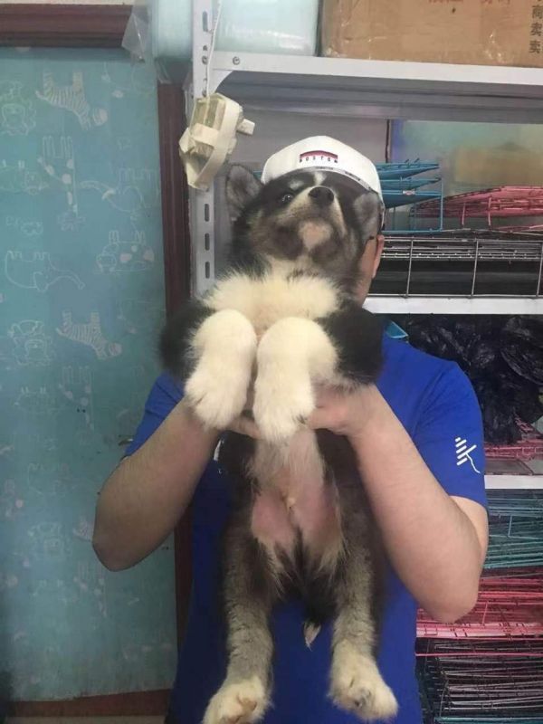 上海流浪狗猫宠物收养救助领养中心基地站免费领养宠物