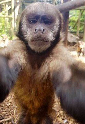 宠物小猴子100元一只（宠物小猴子100元一只多少钱）