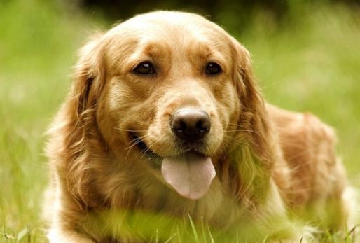 世界名犬-金毛（Golden Retriever）