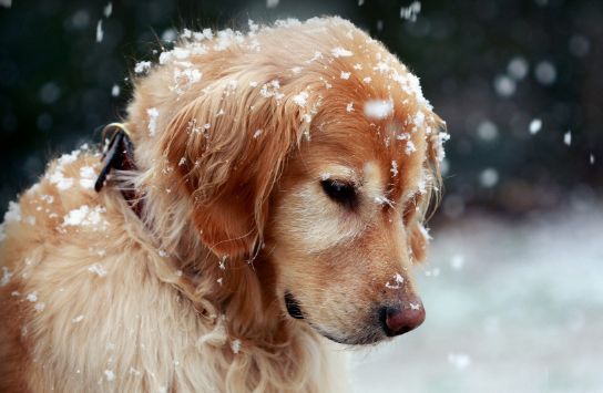 世界名犬-金毛（Golden Retriever）