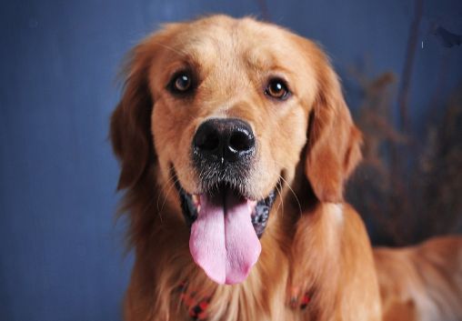 世界名犬-金毛（Golden Retriever）