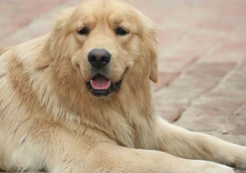 世界名犬-金毛（Golden Retriever）