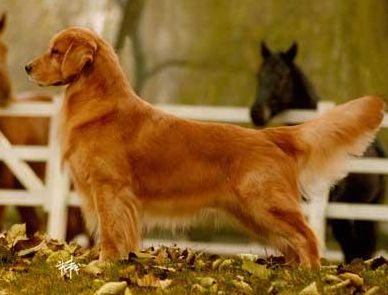 世界名犬-金毛（Golden Retriever）