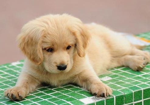 世界名犬-金毛（Golden Retriever）