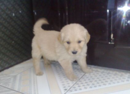 世界名犬-金毛（Golden Retriever）